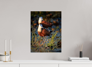 Signs of Spring, African Jacana