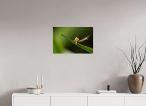 Plumes, Planthopper Nymph