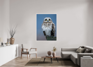 Intensity, Short-eared Owl