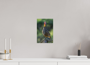 Welcoming the Dawn, Yellow-necked Spurfowl