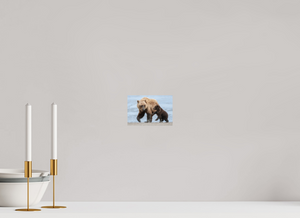 Playful Invitation, Alaskan Coastal Brown Bear