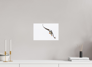 The Provider, Tufted Puffin