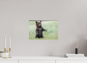 Balancing Act, Alaskan Coastal Brown Bear Cub