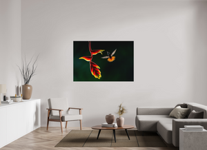 Inferno, Rufous-tailed Hummingbird