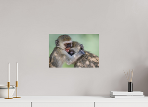 Primal Emotion, Vervet Monkey