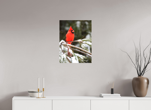 Scarlet Decor, Cardinal