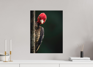 Dissatisfaction, Pale-billed Woodpecker