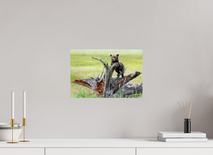 Branching Out, Alaskan Coastal Brown Bear Cub