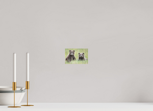 Curiosity, Alaskan Brown Bear Cub