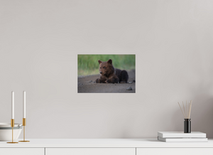 Contemplation, Alaskan Coastal Brown Bear Cub