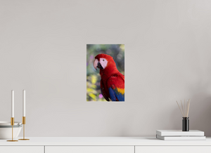 Colors of the Tropics, Scarlet Macaw