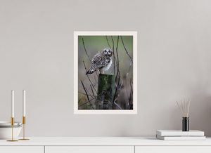 Butcher Block, Short Eared Owl