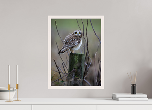 Butcher Block, Short Eared Owl