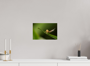 Plumes, Planthopper Nymph