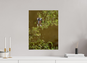 Watercolors, Anhinga