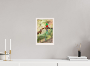 Eye Candy, Resplendent Quetzal