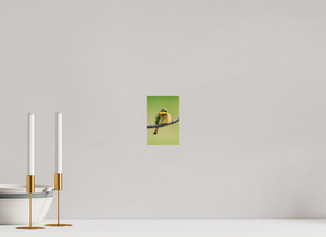 Avian Acrobat, Little Bee Eater