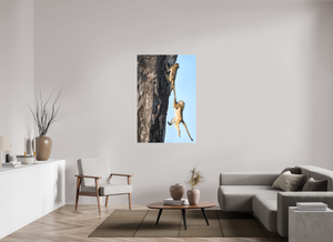 King of the Swingers, Baboon