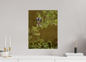 Watercolors, Anhinga