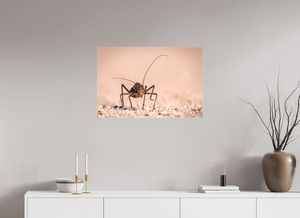 Army of One, African Armored Cricket