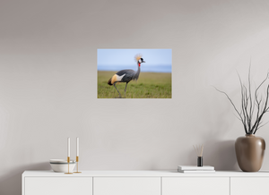 Strictly Formal, Crowned Crane