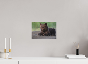 Contemplation, Alaskan Coastal Brown Bear Cub