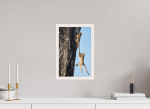 King of the Swingers, Baboon