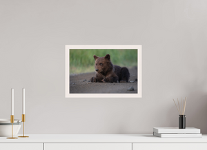 Contemplation, Alaskan Coastal Brown Bear Cub