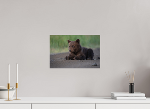Contemplation, Alaskan Coastal Brown Bear Cub