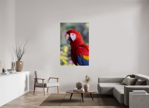 Colors of the Tropics, Scarlet Macaw