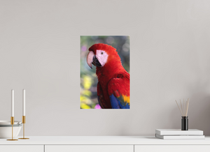 Colors of the Tropics, Scarlet Macaw