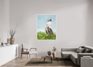 Spring Fancy, Kori Bustard