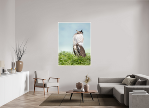 Spring Fancy, Kori Bustard