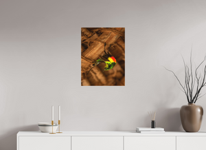 Color Balance, Sunbird