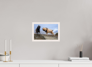 Billy Goat's Gruff, New Zealand