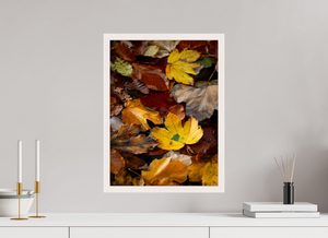 Leaf Litter, Croatia