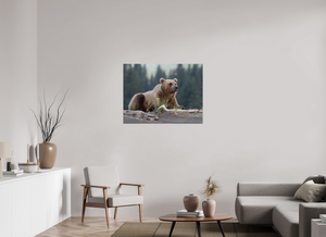 Bears and Blooms, Alaskan Coastal Brown Bear