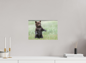 Balancing Act, Alaskan Coastal Brown Bear Cub