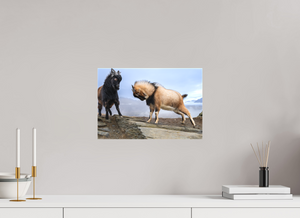 Billy Goat's Gruff, New Zealand