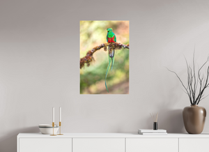 Eye Candy, Resplendent Quetzal