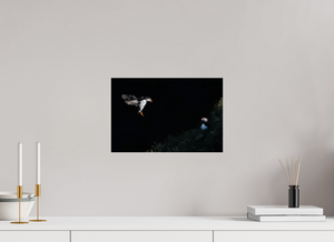 Home For Dinner, Atlantic Puffin