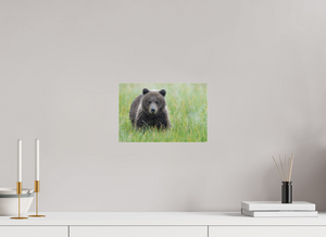Teddy Bear Shower, Alaskan Brown Bear Cub