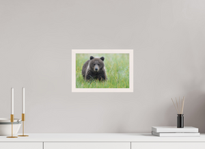 Teddy Bear Shower, Alaskan Brown Bear Cub