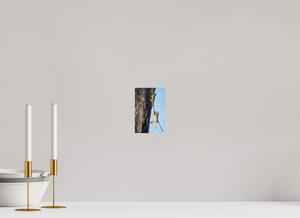 King of the Swingers, Baboon