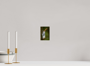 Pinocchio, Lanternfly