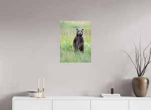 Innocence, Alaskan Coastal Brown Bear Cub