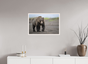Intimidation, Alaskan Coastal Brown Bear