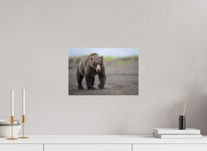 Intimidation, Alaskan Coastal Brown Bear