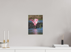 Water Dance, Roseate Spoonbill
