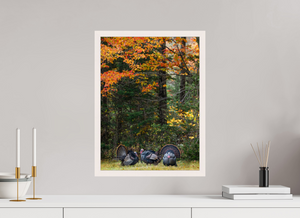 Signs of the Season, Turkey